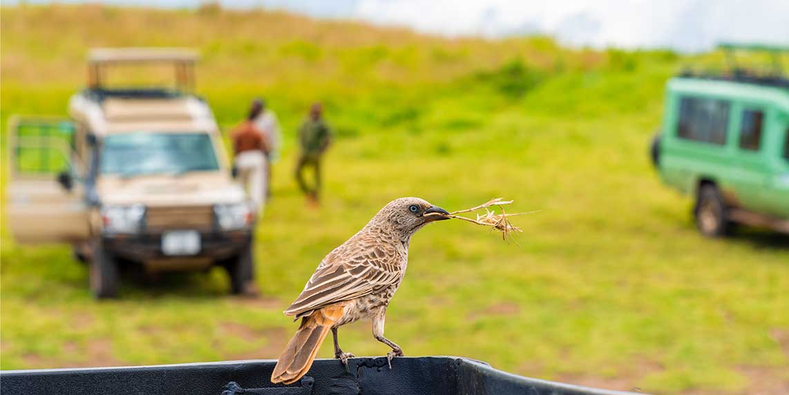 Safari Experience