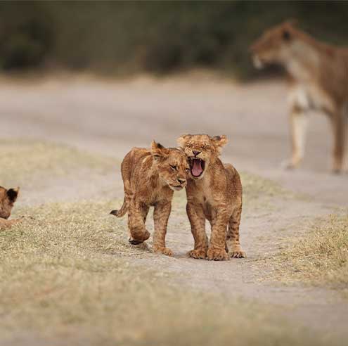 Safari Experience